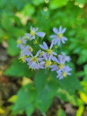 Symphyotrichum drummondii