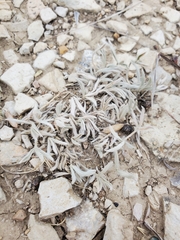 Townsendia hookeri