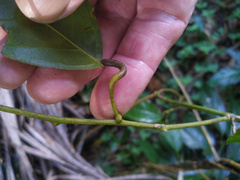 Pycnarrhena novoguineensis