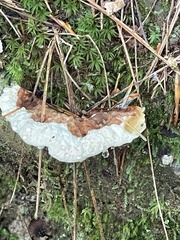 Heterobasidion annosum