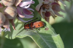 Tetraopes femoratus