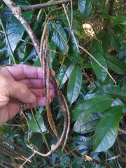 Pycnarrhena novoguineensis