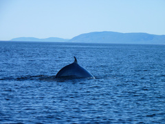 Balaenoptera acutorostrata