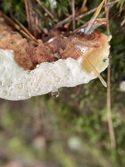 Heterobasidion annosum