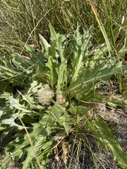 Cirsium scariosum