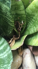 Centruroides ochraceus