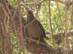 Turdus chiguanco