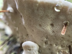 Heterobasidion annosum