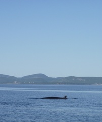 Balaenoptera acutorostrata