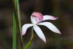 Caladenia clarkiae