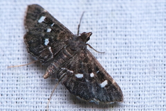 Diathrausta harlequinalis