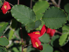 Kennedia prostrata