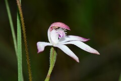 Caladenia clarkiae