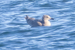 Laridae