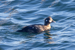 Histrionicus histrionicus