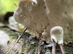 Heterobasidion annosum