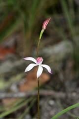 Caladenia clarkiae