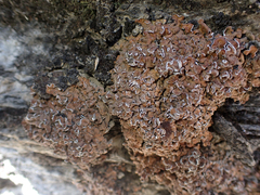 Psora