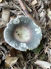 Russula mariae