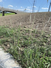 Bothriochloa laguroides