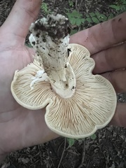 Tricholoma saponaceum