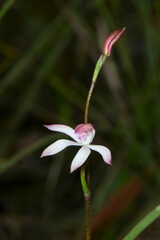 Caladenia clarkiae