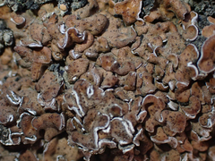 Psora