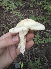 Tricholoma saponaceum
