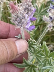 Lupinus lepidus