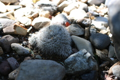 Mammillaria glassii