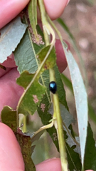 Plagiodera versicolora