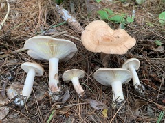 Lactarius vinaceorufescens