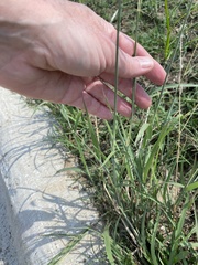 Bothriochloa laguroides