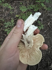 Tricholoma saponaceum