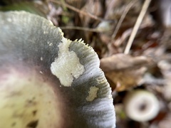 Russula mariae