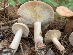 Lactarius vinaceorufescens