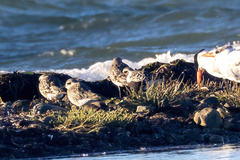 Pluvialis squatarola