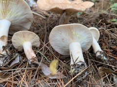 Lactarius vinaceorufescens