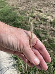 Bothriochloa laguroides