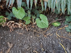 Maianthemum dilatatum