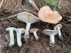 Lactarius vinaceorufescens