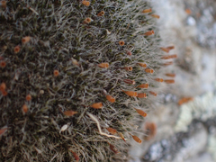 Grimmia