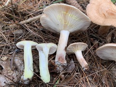 Lactarius vinaceorufescens