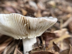 Russula mariae