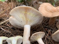 Lactarius vinaceorufescens