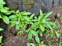 Hippobroma longiflora