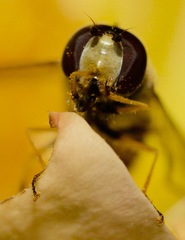 Syrphus torvus