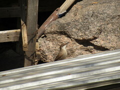 Tarphonomus certhioides