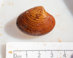 Astarte elliptica