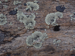 Dimelaena